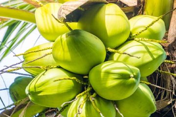 Coconut tree climbing in Trivandrum
