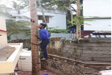 Coconut Climbing